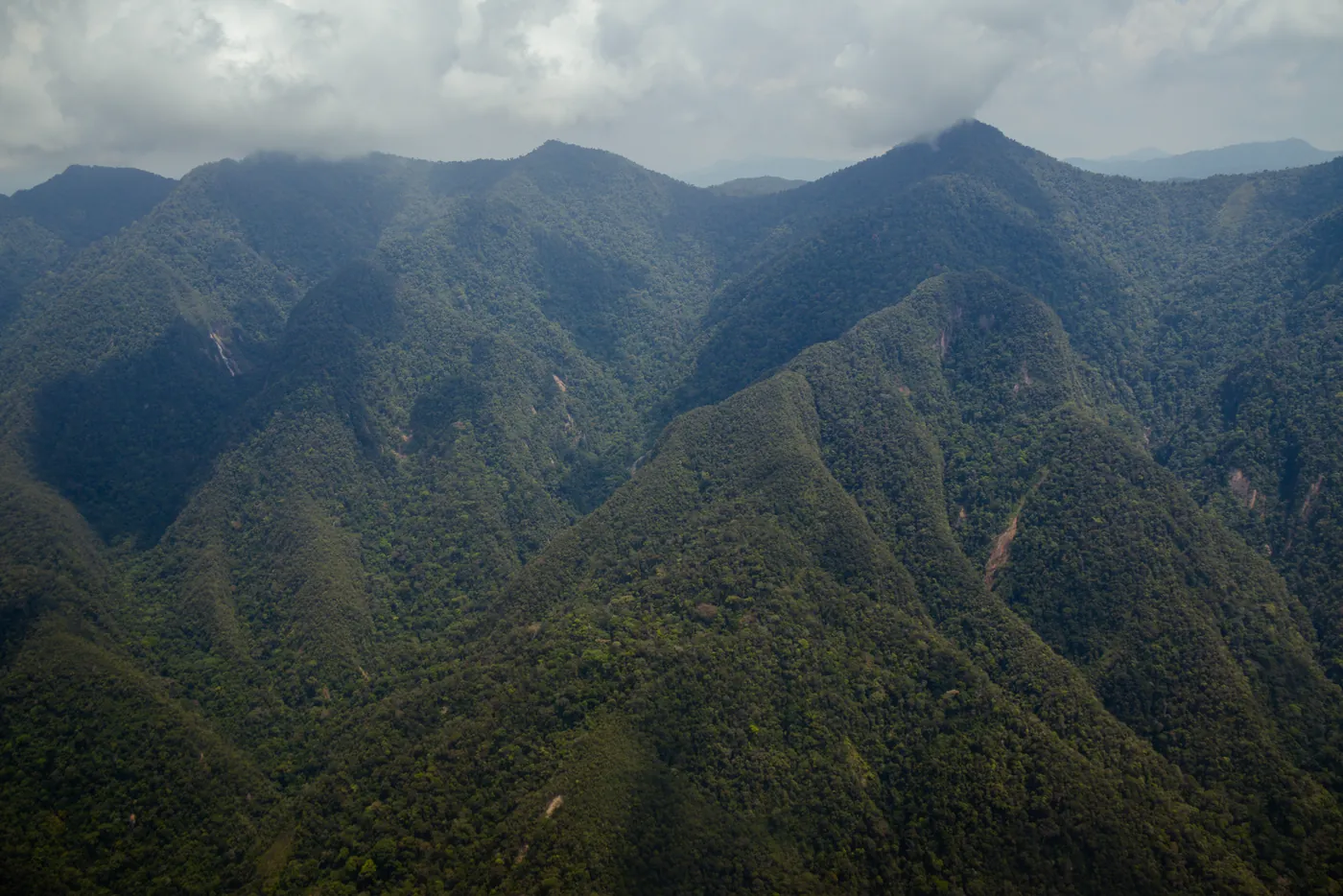 Bosques altoandinos en Huancavelica