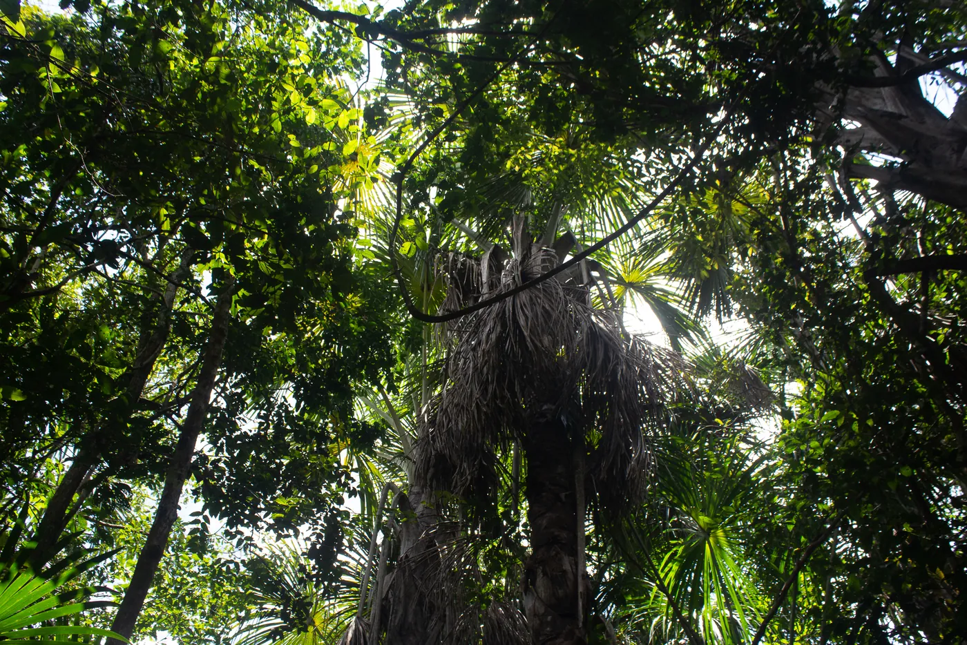 Bosque amazónico en Loreto
