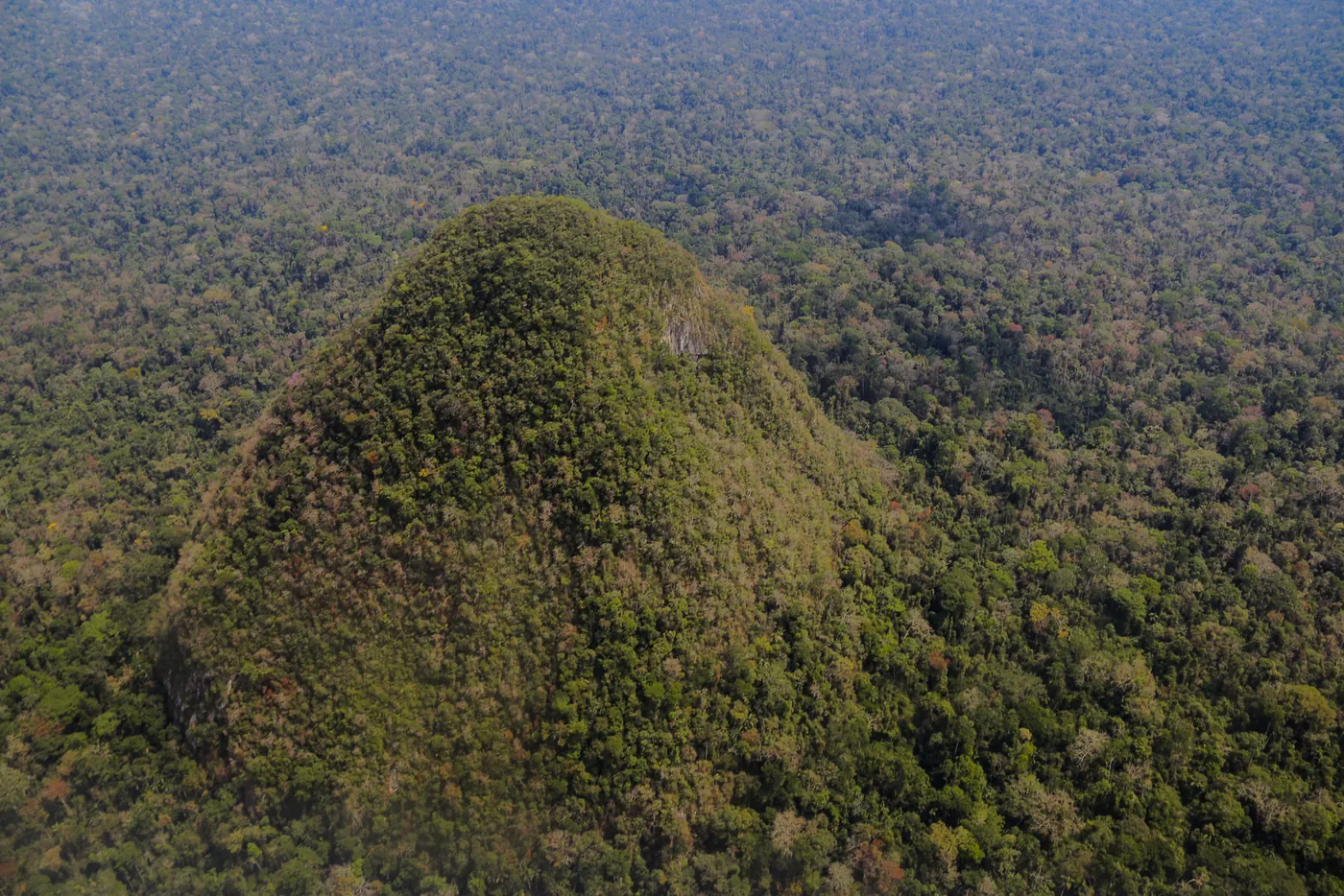 Bosques del complejo Alto Purús, Ucayali